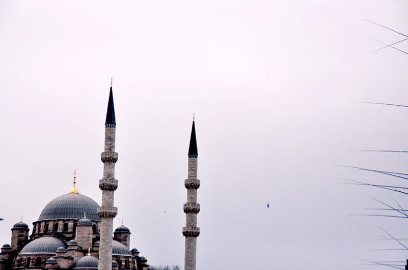 turkey2strays